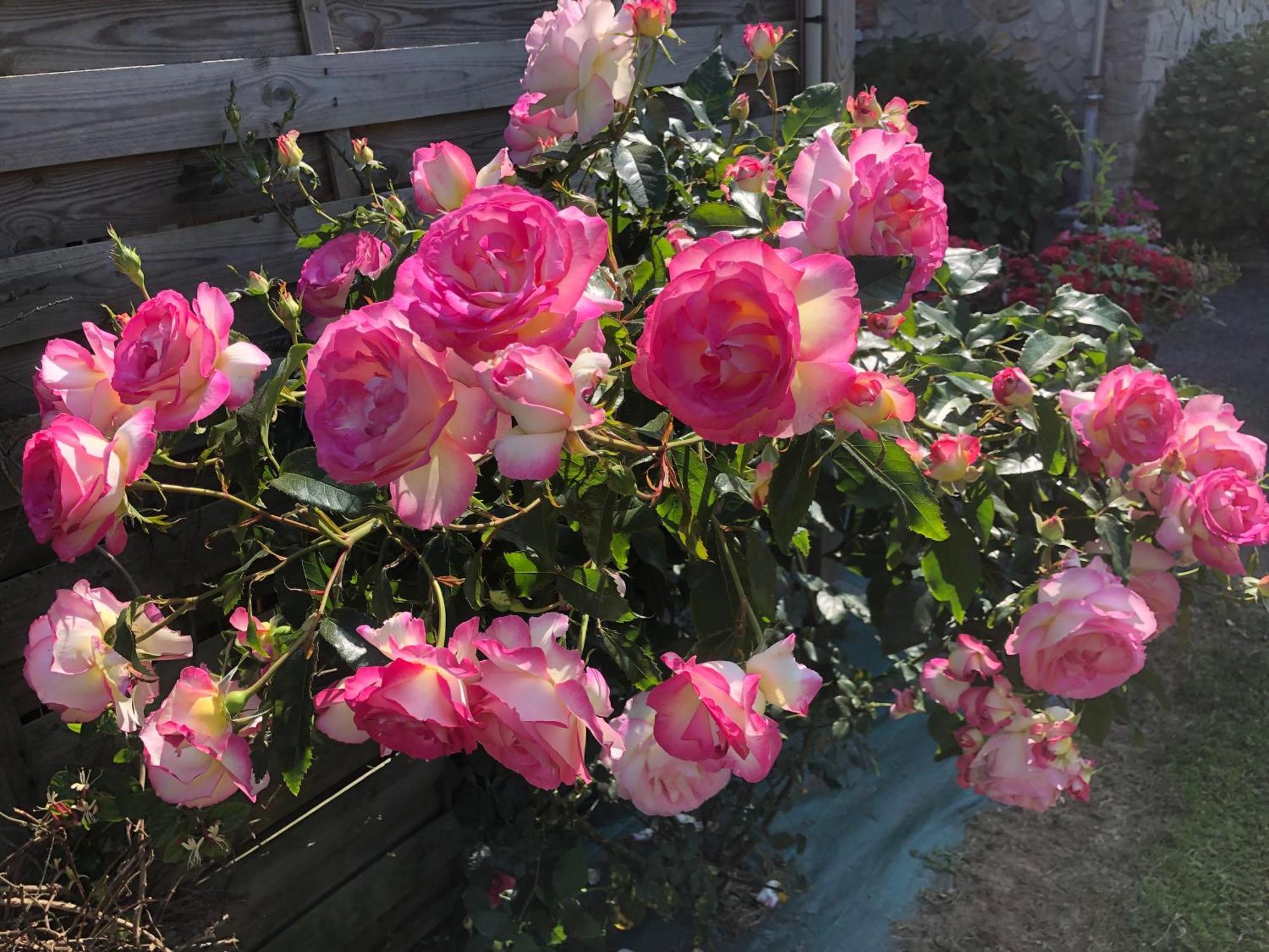 Les Hortensias Grand-Fougeray Exteriér fotografie